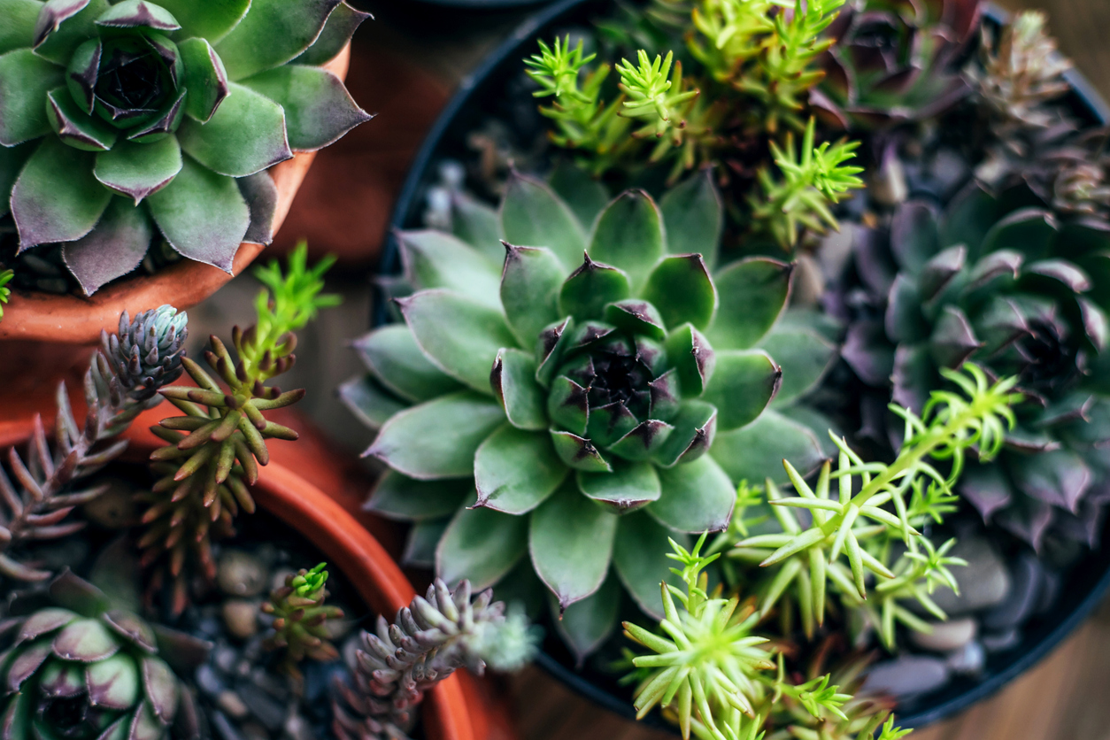 Cacti in pots
